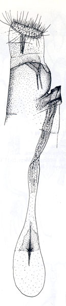 /filer/webapps/moths_gc/media/images/P/procellaris_Semnocera_HT_Vari_1961_Pl90_2.jpg