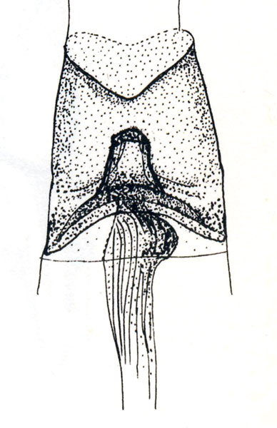 /filer/webapps/moths_gc/media/images/P/procellaris_Semnocera_HT_Vari_1961_Pl90_2a.jpg