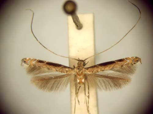 /filer/webapps/moths_gc/media/images/P/procellaris_Semnocera_MT_TMSA6046.jpg