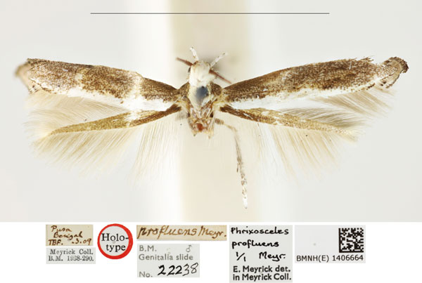 /filer/webapps/moths_gc/media/images/P/profluens_Phrixosceles_HT_BMNH_1406664.jpg
