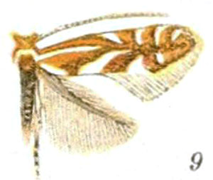 /filer/webapps/moths_gc/media/images/P/propinquinella_Lithocolletis_ST_Braun_22-9.jpg