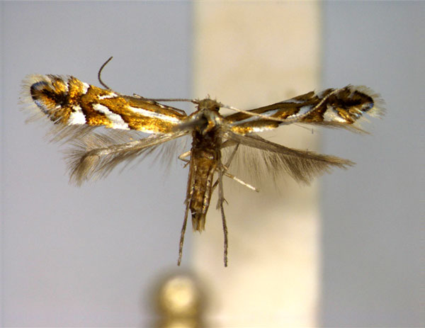 /filer/webapps/moths_gc/media/images/P/propinquinella_Phyllonorycter_female_A_EIHU.jpg