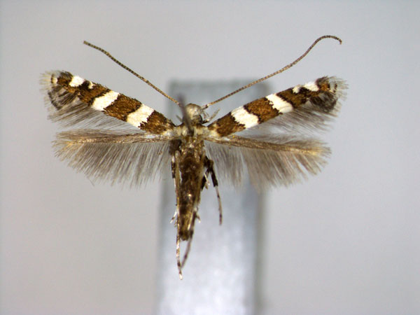 /filer/webapps/moths_gc/media/images/P/prosacta_Telamoptilia_A_2_EIHU.jpg