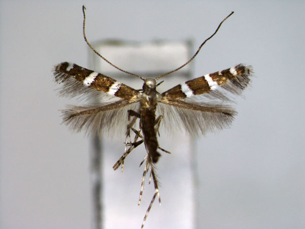 /filer/webapps/moths_gc/media/images/P/prosacta_Telamoptilia_A_EIHU.jpg