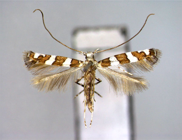 /filer/webapps/moths_gc/media/images/P/prosacta_Telamoptilia_A_EIHU_4.jpg