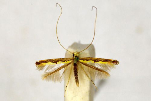 /filer/webapps/moths_gc/media/images/P/prospera_Acrocercops_HT_BMNH(E)-1055780.jpg