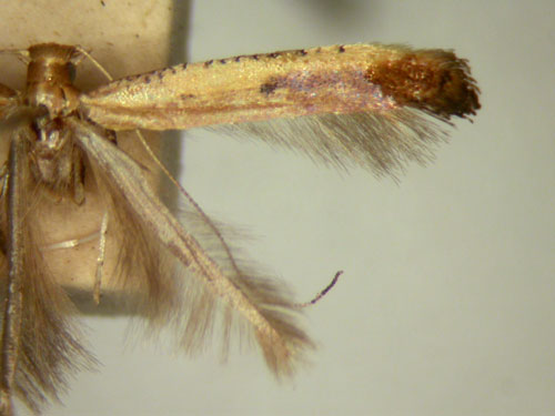 /filer/webapps/moths_gc/media/images/P/prosticta_Caloptilia_MT_TMSA5633.jpg