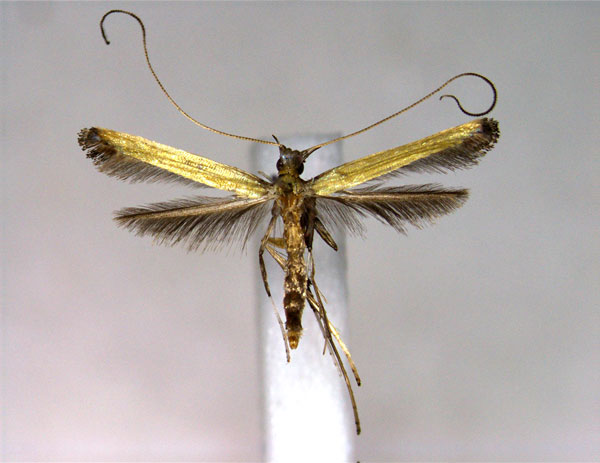 /filer/webapps/moths_gc/media/images/P/protiella_Caloptilia_A_EIHU.jpg