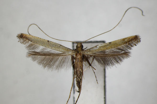 /filer/webapps/moths_gc/media/images/P/protiella_elongata_Caloptilia_A_ZSM.jpg