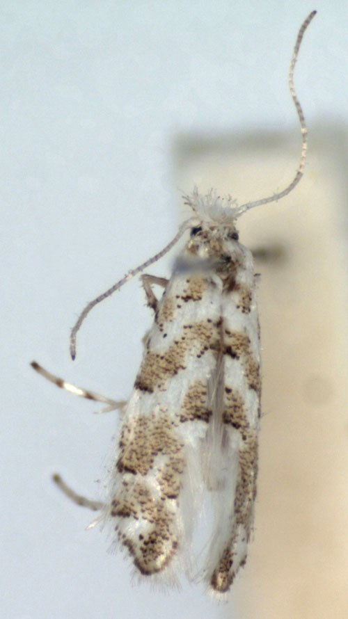 /filer/webapps/moths_gc/media/images/P/pruinosella_Phyllonorycter_A_WJDP.jpg