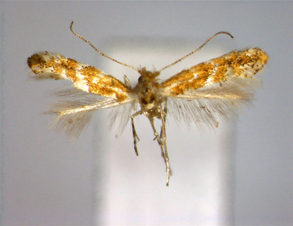 /filer/webapps/moths_gc/media/images/P/pruni_Phyllonorycter_A_EIHU.jpg