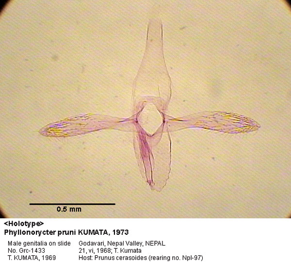 /filer/webapps/moths_gc/media/images/P/pruni_Phyllonorycter_GM_HT_1433_EIHU.jpg
