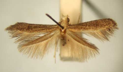 /filer/webapps/moths_gc/media/images/P/psarochroma_Apistoneura_PT_TMSA6079.jpg