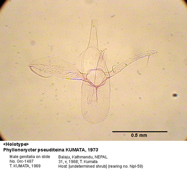 /filer/webapps/moths_gc/media/images/P/pseuditeina_Phyllonorycter_GM_HT_1487_EIHU.jpg