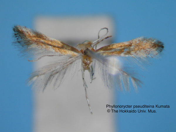 /filer/webapps/moths_gc/media/images/P/pseuditeina_Phyllonorycter_HT_EIHU.jpg