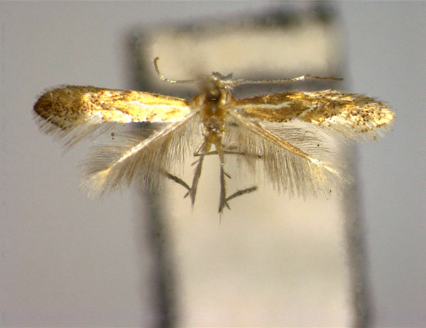 /filer/webapps/moths_gc/media/images/P/pseuditeina_Phyllonorycter_PT_EIHU.jpg