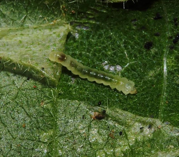 /filer/webapps/moths_gc/media/images/P/pseudogrewiella_Phyllonorycter_larva_Triberti-et-al_2024_48.jpg