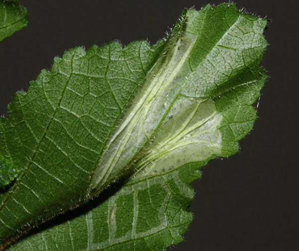 /filer/webapps/moths_gc/media/images/P/pseudogrewiella_Phyllonorycter_mine_Triberti-et-al_2024_48.jpg