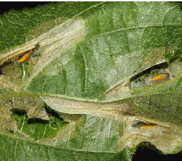 /filer/webapps/moths_gc/media/images/P/pseudogrewiella_Phyllonorycter_pupa_Triberti-et-al_2024_48.jpg