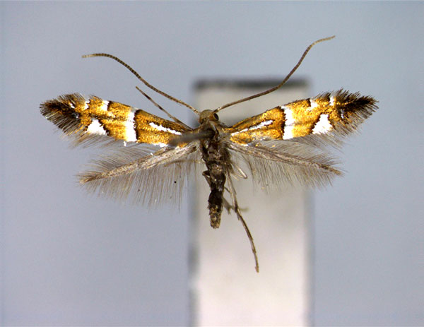 /filer/webapps/moths_gc/media/images/P/pseudolautella_Phyllonorycter_A_EIHU.jpg