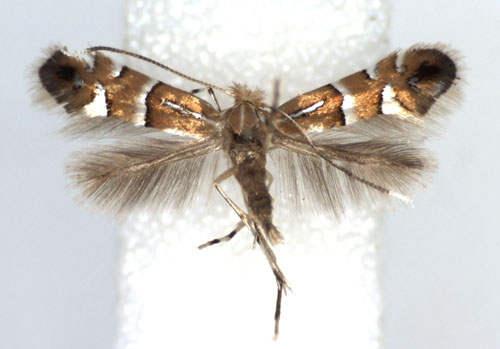 /filer/webapps/moths_gc/media/images/P/pseudolautella_Phyllonorycter_A_WJDP.jpg