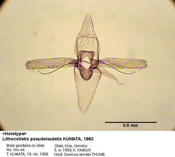 /filer/webapps/moths_gc/media/images/P/pseudolautella_Phyllonorycter_GM_HT_44_EIHU.jpg