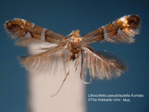 /filer/webapps/moths_gc/media/images/P/pseudolautella_Phyllonorycter_HT_EIHU.jpg