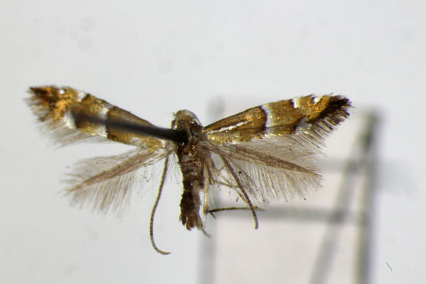 /filer/webapps/moths_gc/media/images/P/pseudolautella_Phyllonorycter_PT_ZSM_2.jpg