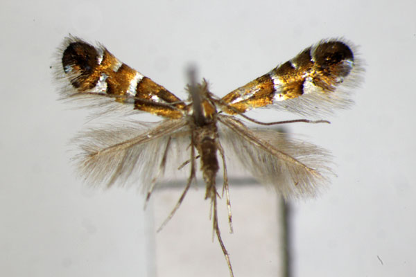 /filer/webapps/moths_gc/media/images/P/pseudolautella_Phyllonorycter_PT_ZSM_3.jpg