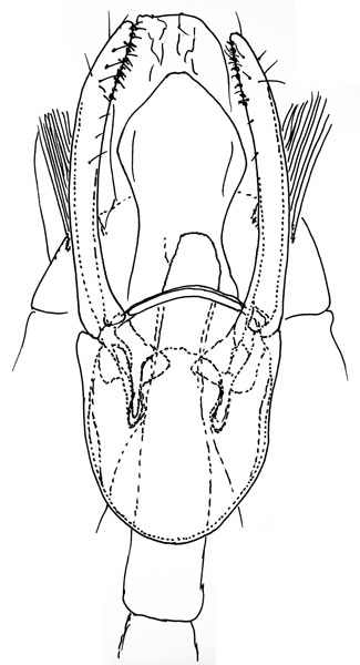 /filer/webapps/moths_gc/media/images/P/psittacanthusella_Phyllocnistis_HT_GM_Heppner-et-Lopez_2021_69.jpg