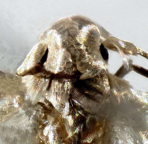 /filer/webapps/moths_gc/media/images/P/psittacanthusella_Phyllocnistis_HT_head-2_Heppner-et-Lopez_2021_68.jpg