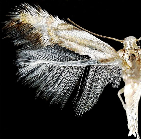 /filer/webapps/moths_gc/media/images/P/psittacanthusella_Phyllocnistis_PT_Heppner-et-Lopez_2021_68.jpg