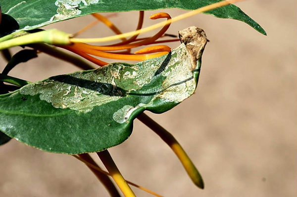 /filer/webapps/moths_gc/media/images/P/psittacanthusella_Phyllocnistis_cocoon_Heppner-et-Lopez_2021_71.jpg