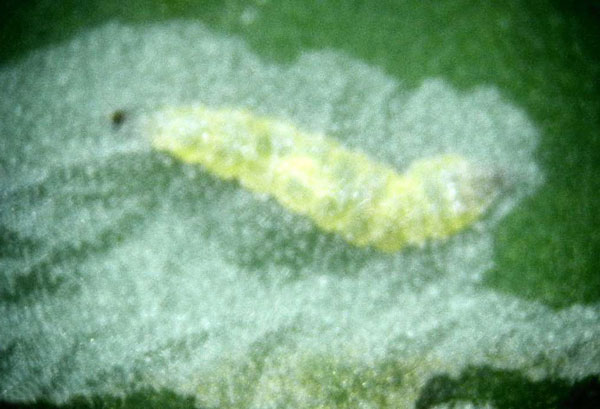 /filer/webapps/moths_gc/media/images/P/psittacanthusella_Phyllocnistis_larva_Heppner-et-Lopez_2021_71.jpg