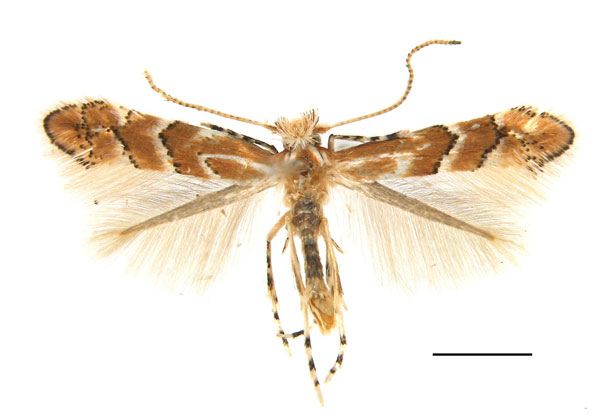 /filer/webapps/moths_gc/media/images/P/pterocaryae_Phyllonorycter_A_Lu-etal_2025_456.jpg