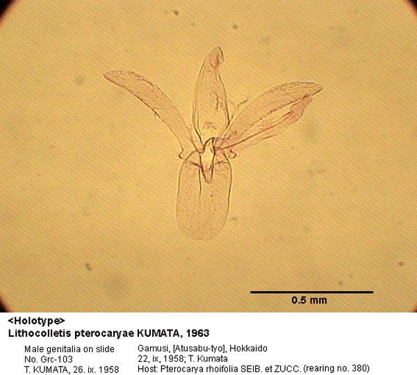 /filer/webapps/moths_gc/media/images/P/pterocaryae_Phyllonorycter_GM_HT_103_EIHU.jpg