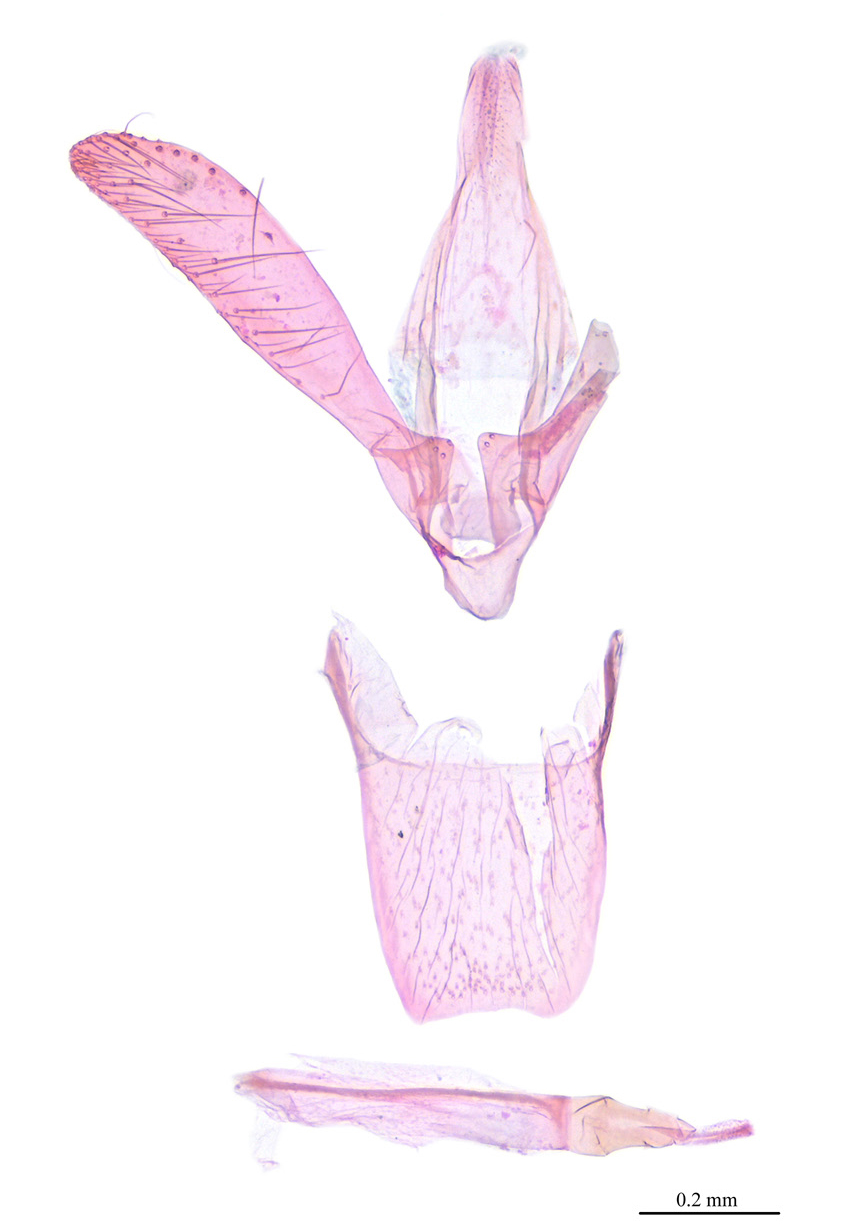 /filer/webapps/moths_gc/media/images/P/pterocaryae_Phyllonorycter_GM_Lu-etal_2025_458.jpg