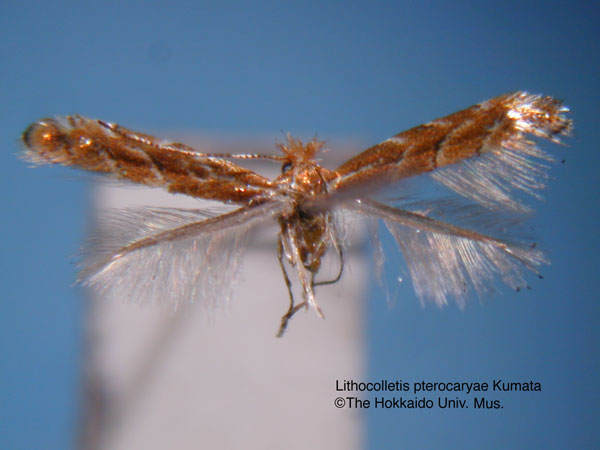 /filer/webapps/moths_gc/media/images/P/pterocaryae_Phyllonorycter_HT_EIHU.jpg