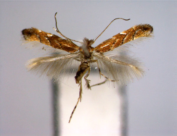 /filer/webapps/moths_gc/media/images/P/pterocaryae_Phyllonorycter_PT_EIHU.jpg