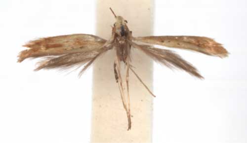 /filer/webapps/moths_gc/media/images/P/ptychospora_Caloptilia_PT_RMCA6129.jpg