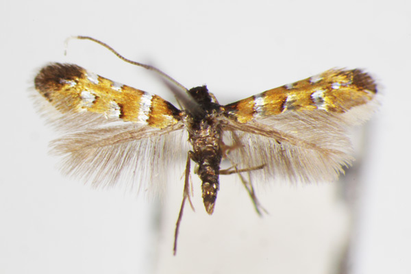 /filer/webapps/moths_gc/media/images/P/puerariae_Hyloconis_A_ZSM.jpg