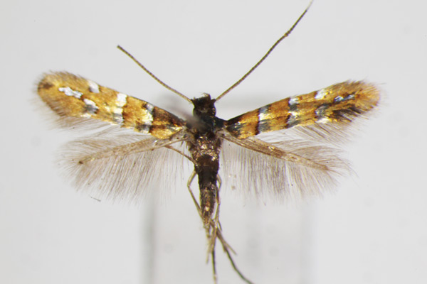 /filer/webapps/moths_gc/media/images/P/puerariae_Hyloconis_A_ZSM_2.jpg