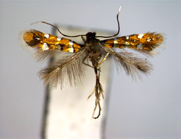 /filer/webapps/moths_gc/media/images/P/puerariae_Hyloconis_PT_EIHU.jpg