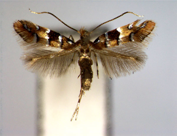 /filer/webapps/moths_gc/media/images/P/pulchra_Phyllonorycter_A_EIHU.jpg