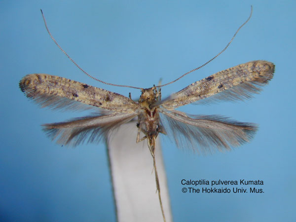 /filer/webapps/moths_gc/media/images/P/pulverea_Caloptilia_HT_EIHU.jpg