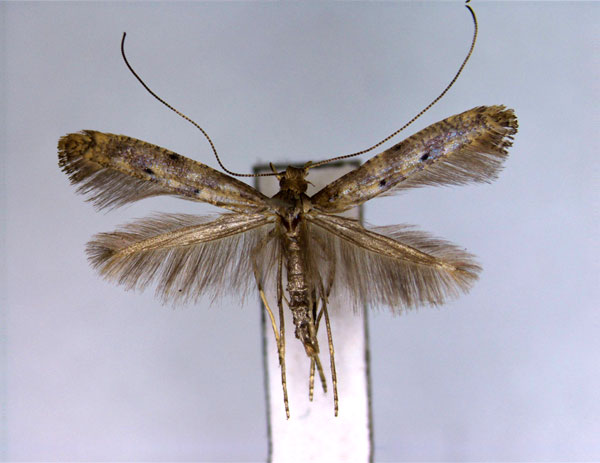 /filer/webapps/moths_gc/media/images/P/pulverea_Caloptilia_PT_EIHU.jpg
