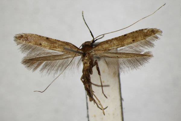 /filer/webapps/moths_gc/media/images/P/pulverea_Caloptilia_PT_ZSM_2.jpg