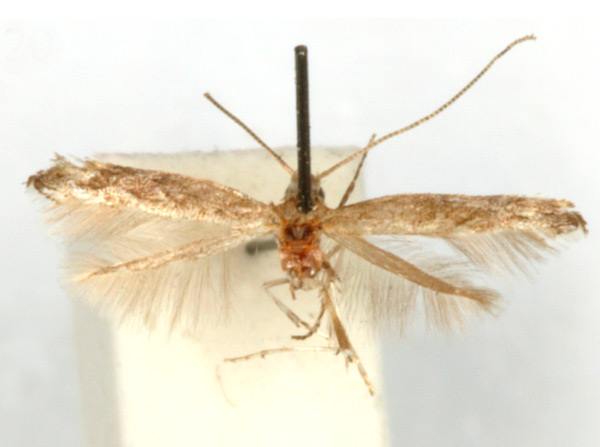 /filer/webapps/moths_gc/media/images/P/pulverella_Parectopa_HT_GAMNH.jpg