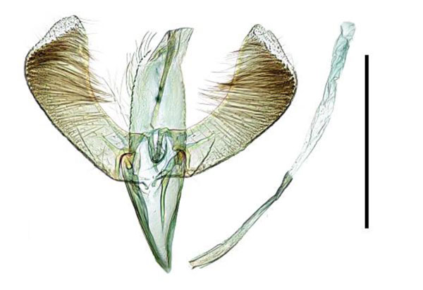 /filer/webapps/moths_gc/media/images/P/purpureus_Caloptilia_GM_HT_Kim-etal_2022b.jpg