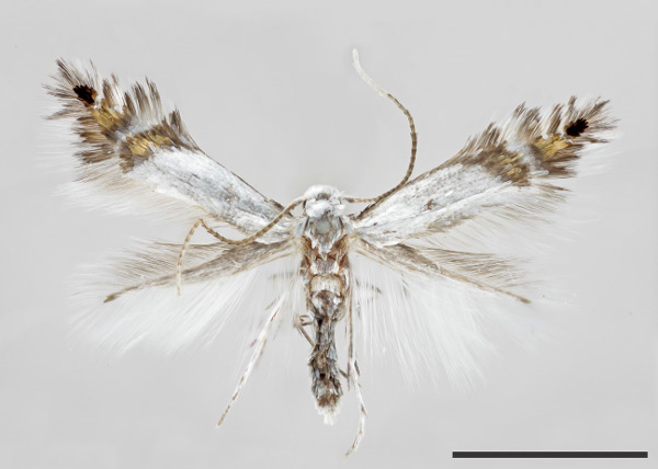 /filer/webapps/moths_gc/media/images/P/puyehuensis_Phyllocnistis_HT_ZMUC.jpg